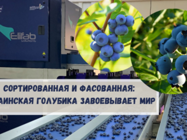 Сортированная и фасованная: украинская голубика завоевывает мир