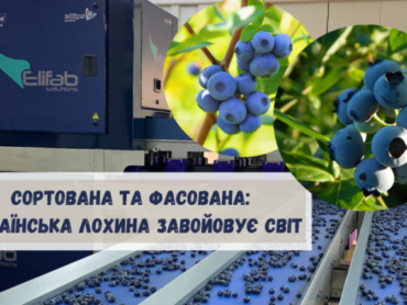 Сортована та фасована: українська лохина завойовує світ